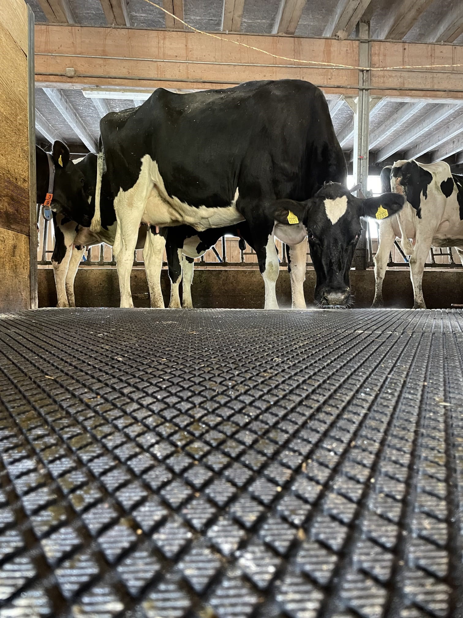 Animat Gummimatten für maximalen Grip - bei VET.SMART