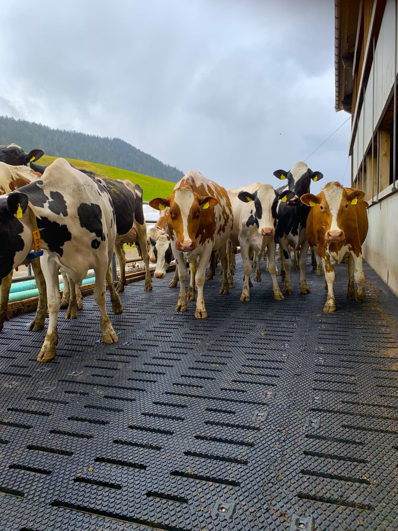 Animat Gummimatte von VET.SMART