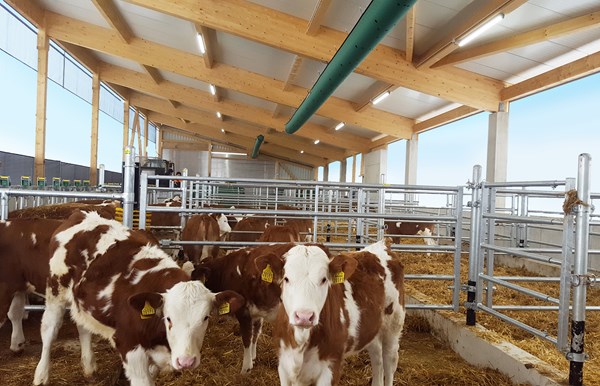 tiere-probarn-stall-2