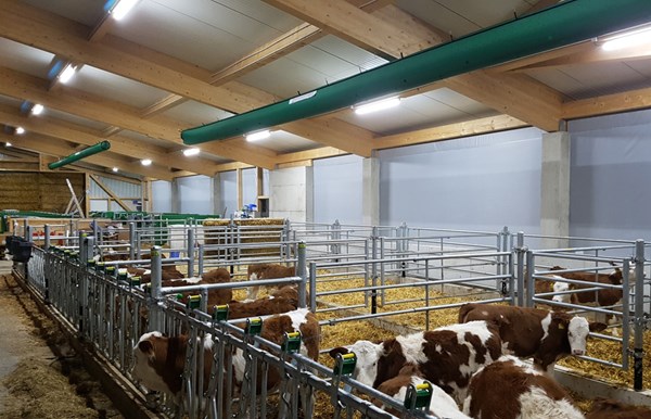 tiere-probarn-stall-3